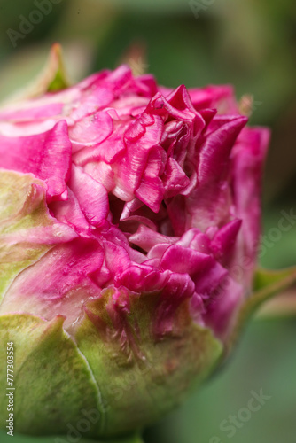 a beautiful shot of pink peony with green leaves in the garden