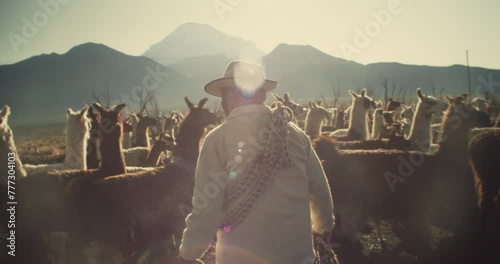Back shot of Alpaca Shepherd