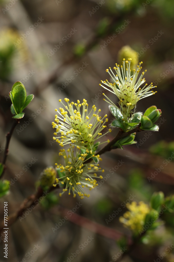 blossoming willow branch in spring, close-up photo blossoming willow branch in spring, close-up photo