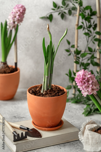 Pink hyacinth flowers stand on a gray table. Potted house plants on a light background. Gardening in the house