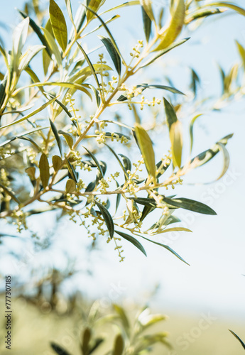 Olive flower branch close up in a tree plantation, young plants, ecological plantation, biodynamic agriculture