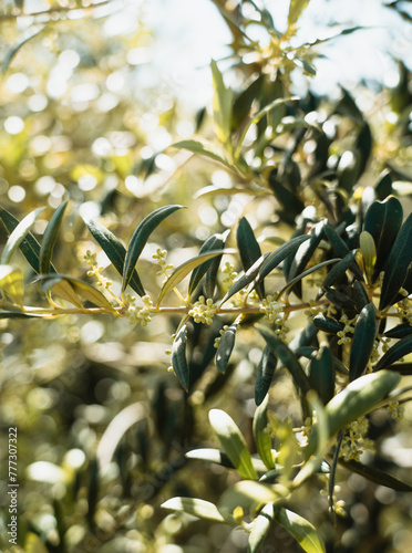 Olive flower branch close up in a tree plantation, young plants, ecological plantation, biodynamic agriculture