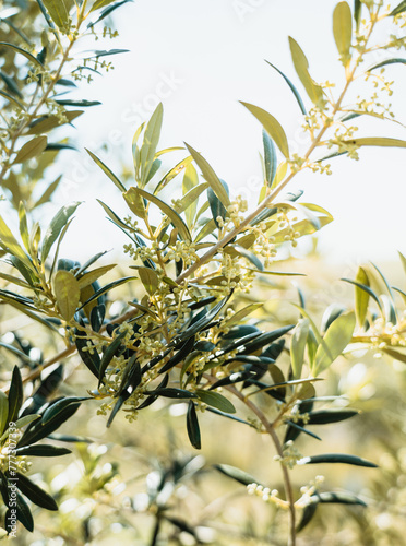 Olive flower branch close up in a tree plantation, young plants, ecological plantation, biodynamic agriculture