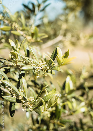 Olive flower branch close up in a tree plantation, young plants, ecological plantation, biodynamic agriculture