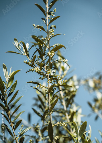 Olive flower branch close up in a tree plantation, young plants, ecological plantation, biodynamic agriculture