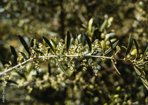 Olive flower branch close up in a tree plantation, young plants, ecological plantation, biodynamic agriculture