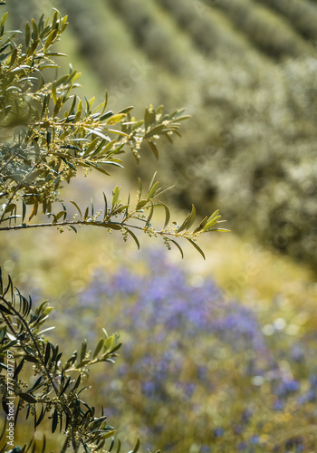 Olive flower branch close up in a tree plantation, young plants, ecological plantation, biodynamic agriculture