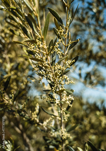Olive flower branch close up in a tree plantation, young plants, ecological plantation, biodynamic agriculture
