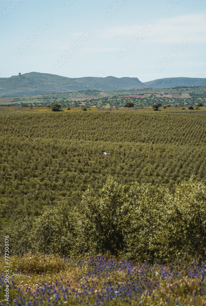 Vertical photo of line of Intensive olive trees plantation, young plants in Spain, ecological plantation, biodynamic agriculture.