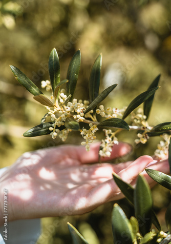 A hand with olive flower branch close up in a tree plantation, young plants, ecological plantation, biodynamic agriculture