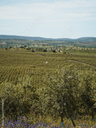 Vertical photo of line of Intensive olive trees plantation, young plants in Spain, ecological plantation, biodynamic agriculture.