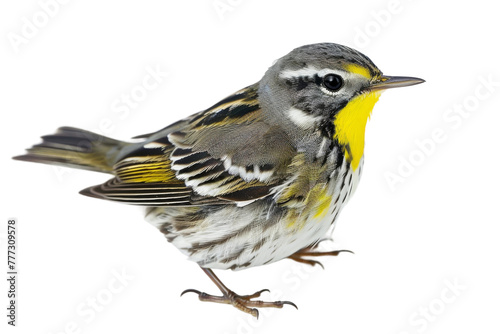 Colorful Warbler Bird isolated on transparent background