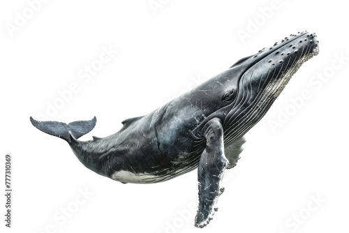 Stunning Whale Image isolated on transparent background