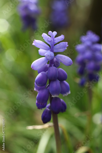 Grape hyacinth flowers in the green grass