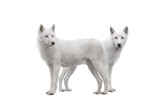 Arctic wolves isolated on white background