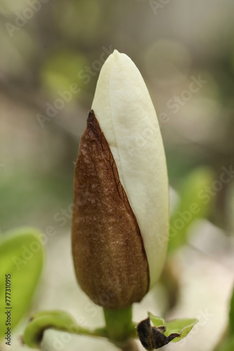 Magnolia flower bud in spring time. Close-up view.