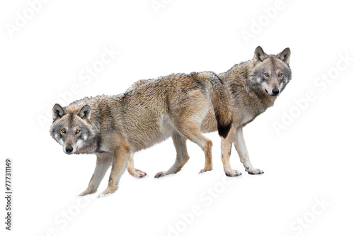  wolf and she-wolf isolated on white background.