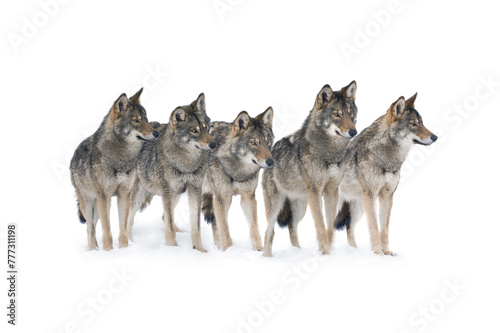 pack of wolves isolated on white background