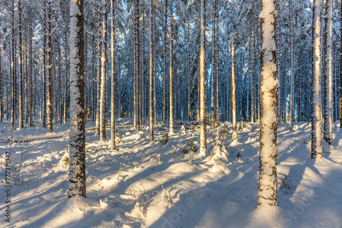 Sunlight on a pine and fir forest covered in snow