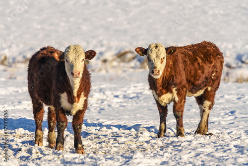Two cows outdoors in a pasture in winter sunlight