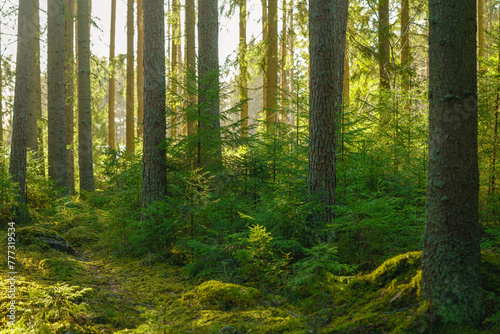 Beautiful fir tree forest in Sweden