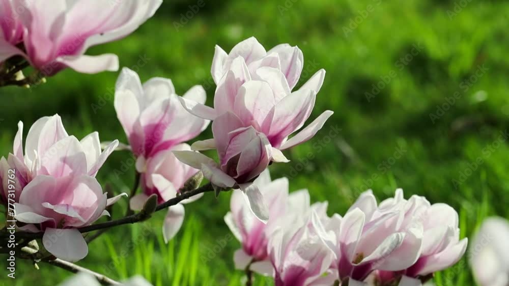Branches de magnolia au soleil, balancées doucement par le vent Branches de magnolia au soleil, balancées doucement par le vent