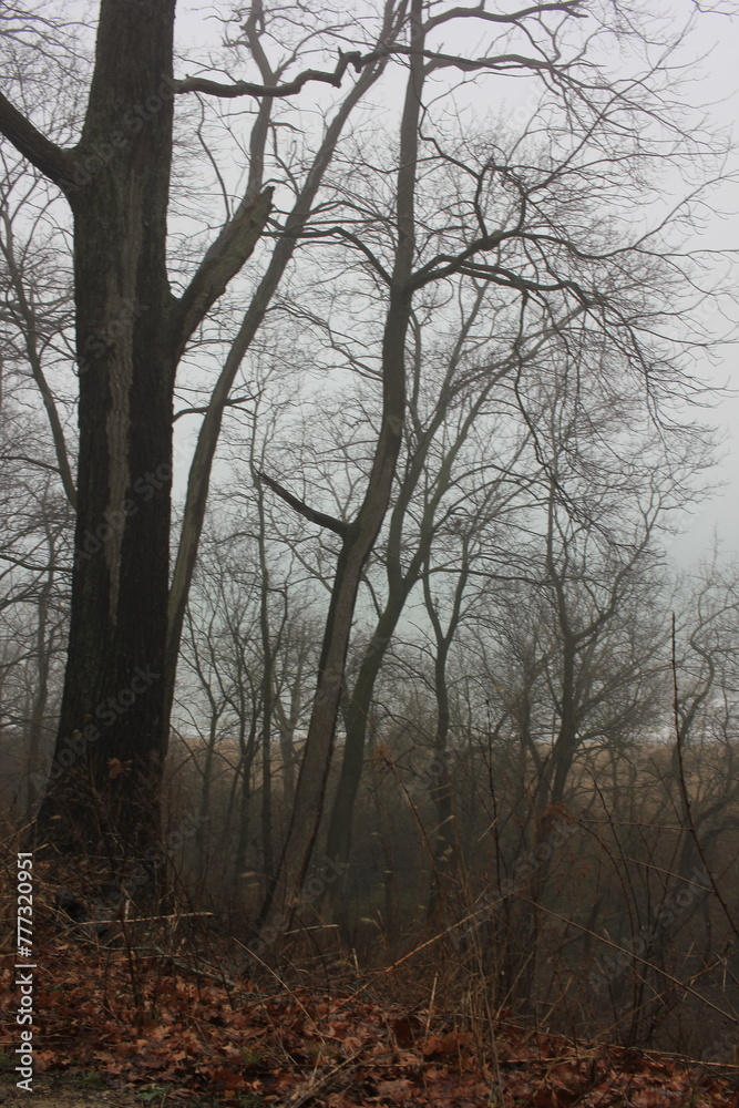 tree in the fog tree in the fog
