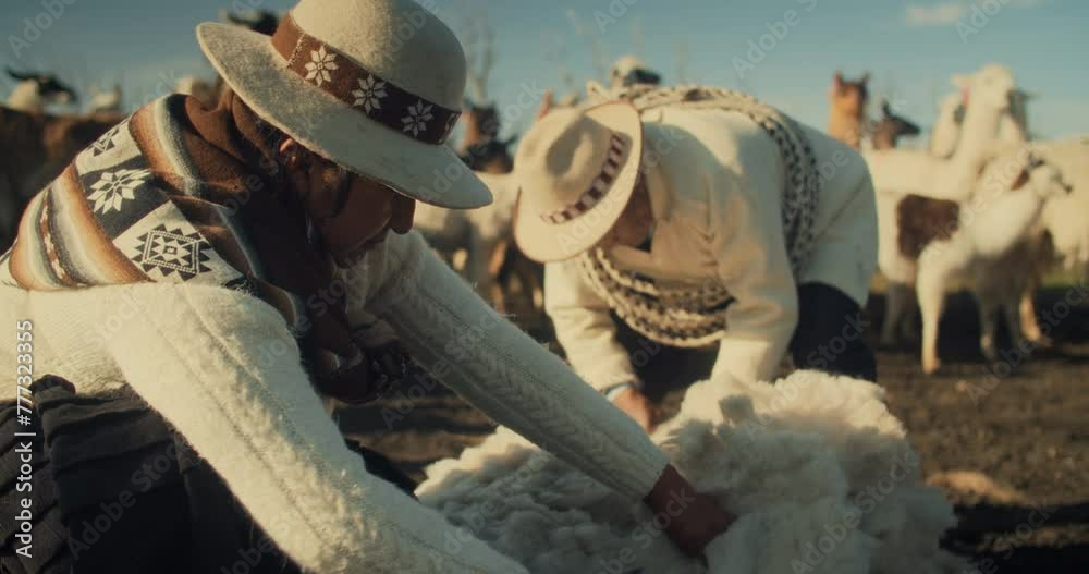 Alpaca Shepherds Shearing the wool