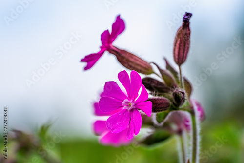 Close up of a red campion flower