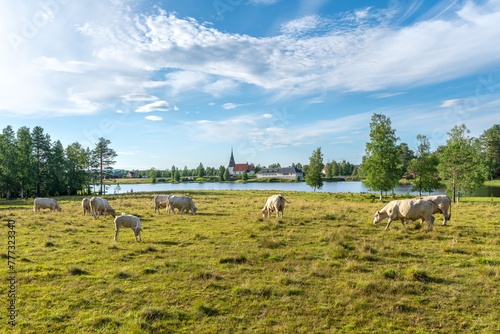 Herd of white cows grazing in a green summer field just by a lake in Sweden