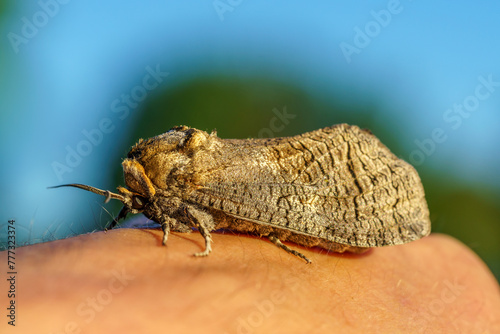 Large goat moth sitting on my hand in sunlight