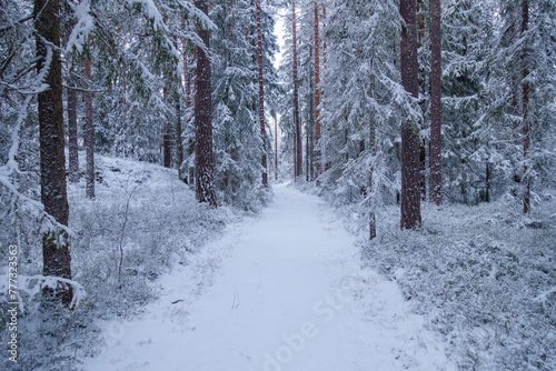 Small path through a cold winter forest in Sweden