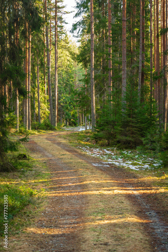Small road in a pine and fir forest in Sweden