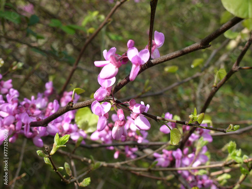 Fiori Albero di Giuda