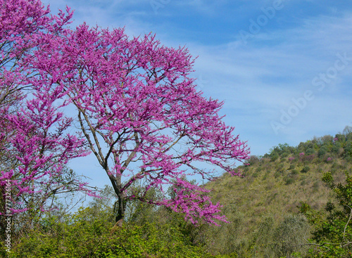 Albero di Giuda