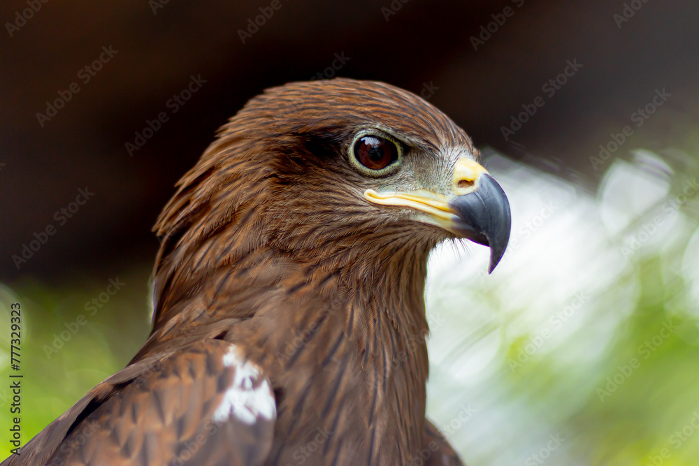 Portrait of a Harris hawk Beautiful hawk face The hawk turned its head to the side, beautiful eyes. Portrait of a Harris hawk Beautiful hawk face The hawk turned its head to the side, beautiful eyes.