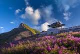 spring view of pink azalea flowers at Hwangmaesan Mountain with the background of sunlight mountain range near Hapcheon-gun, South Korea.