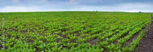 rows of sugar beet in the field, weeds and grass, problems with planting density