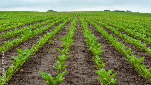 rows of fresh sugar beet leaves in the field, beginning of the season