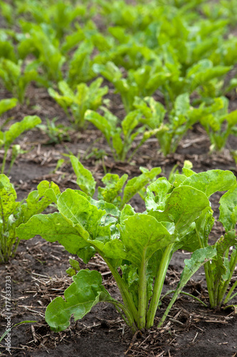 sugar beet bush, fresh leaves