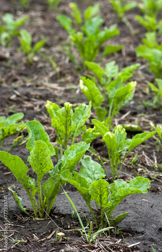 young sugar beet leaves in the field, on the ground with straw after the rain