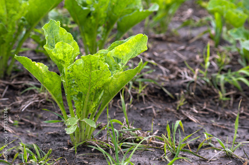 fresh sugar beet leaves in the field after the rain, soil with grass and straw remains