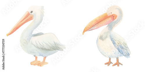 cute pelican watercolour vector illustration © Finkha