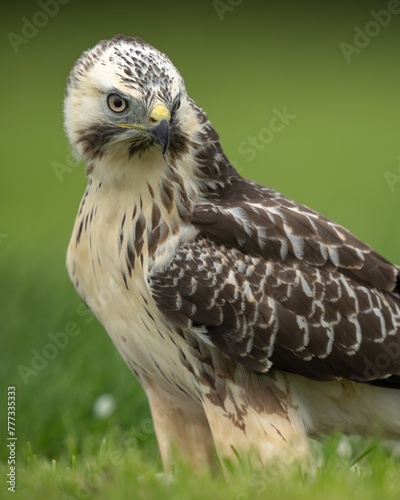 The common buzzard  Buteo buteo  is a medium-to-large bird of prey which has a large range. A member of the genus Buteo  it is a member of the family Accipitridae. 