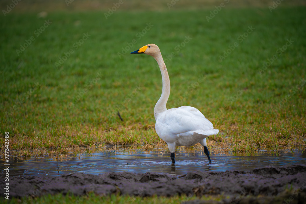 Cygnus cygnus with the common name Whooper Swan standing in a puddle in a crop field. Cygnus cygnus with the common name Whooper Swan standing in a puddle in a crop field.