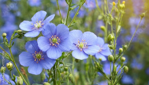blue flowers in the garden © Zaheer
