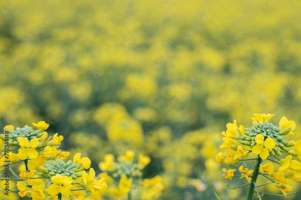 Obraz premium 春の菜の花