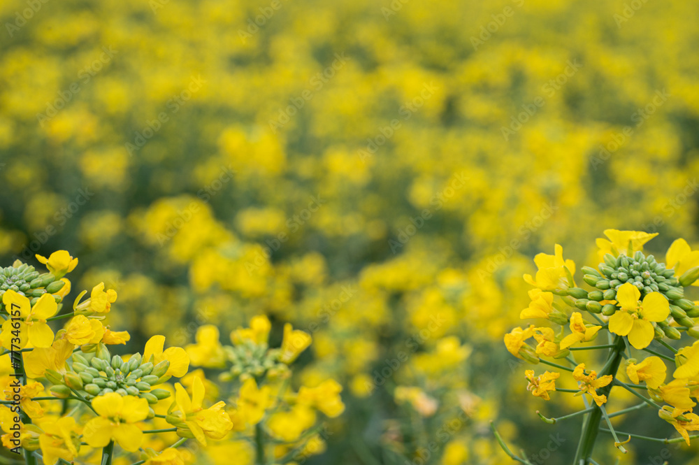 Fototapeta premium 春の菜の花