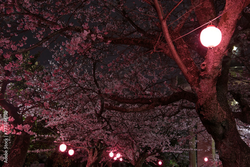 木更津　太田山公園の夜桜 photo