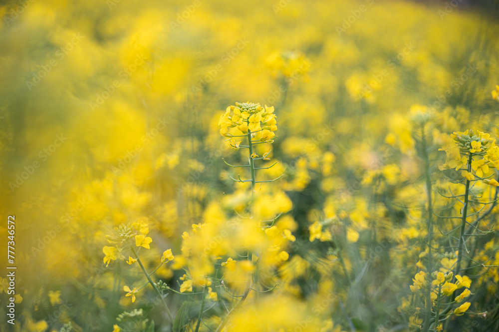 Obraz premium 春の菜の花